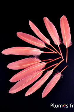 Oca - 10-15 cm - pesca